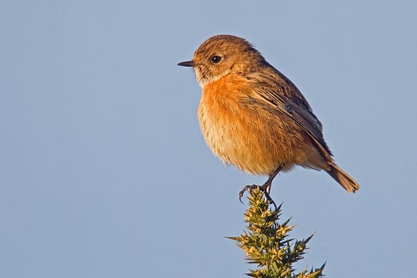 Female Stonechat on gorse 2. Jan '19.