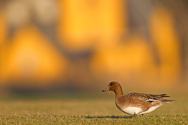 Female Wigeon 2. Jan '19.