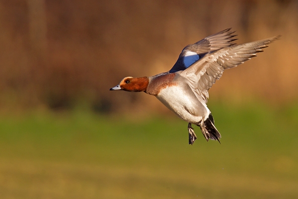 Male Wigeon in flight. Jan '19.