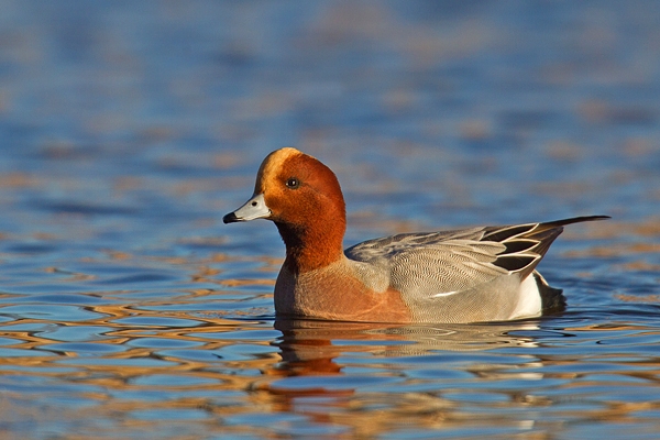 Male Wigeon 2. Jan '19.