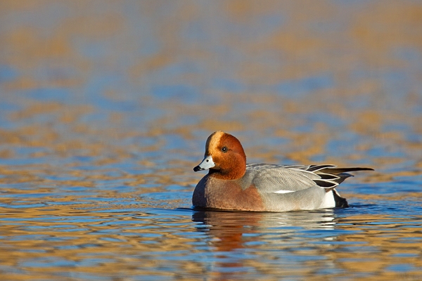 Male Wigeon. Jan '19.