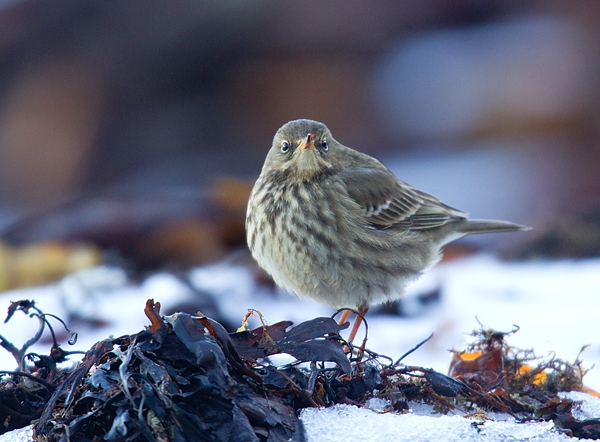 Rock Pipit. Feb '19.