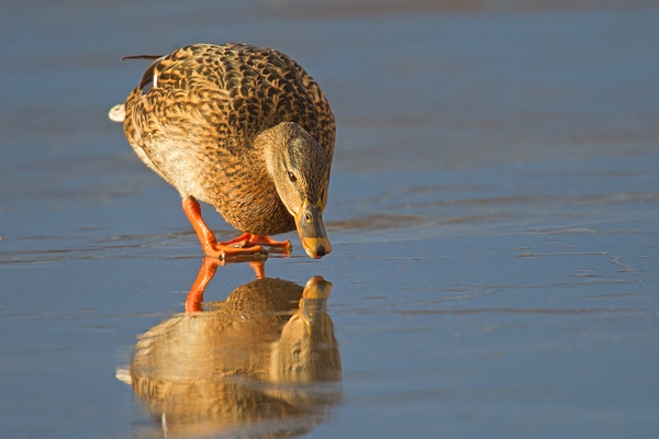 Female Mallard on ice. Feb '19.