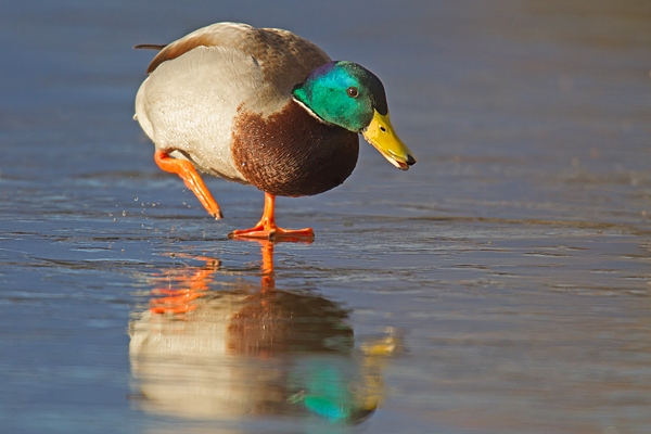 Mallard drake on ice. Feb '19.