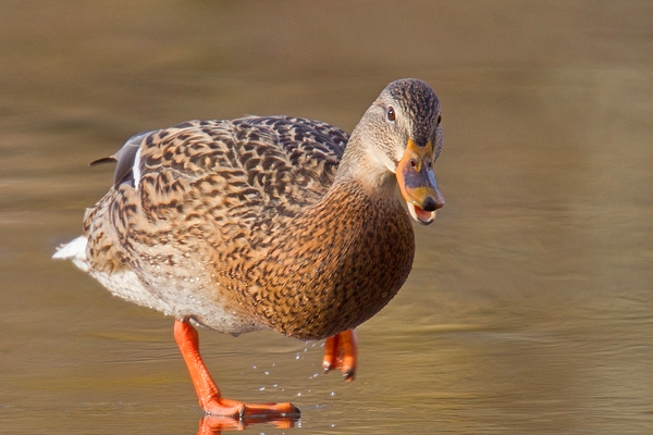 Female Mallard on ice 2. Feb '19.