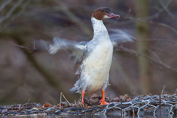 Female Goosander wing flapping. Feb '19.