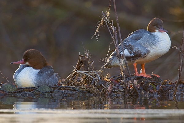 2 female Goosanders on banking. Feb '19.