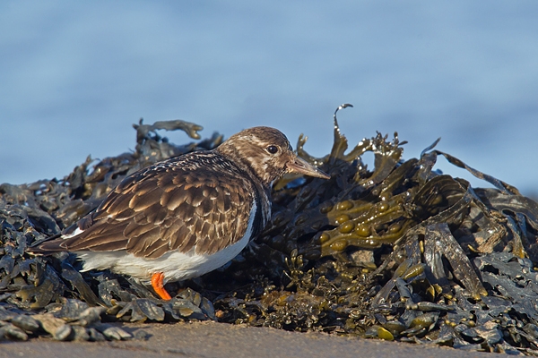 Turnstone in seaweed. Feb '19.