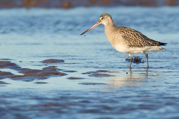 Bar tailed Godwit feeding. Feb '19.