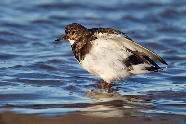 Turnstone lifting wings. Feb '19.