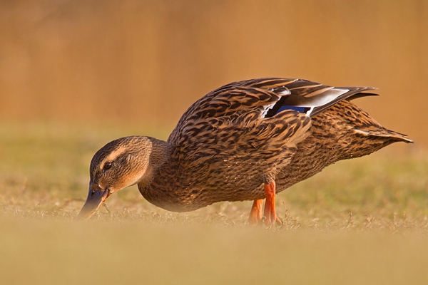 Female Mallard feeding on the grass. Feb '19.