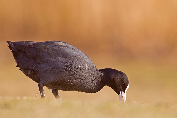 Coot feeding 3. Feb '19.