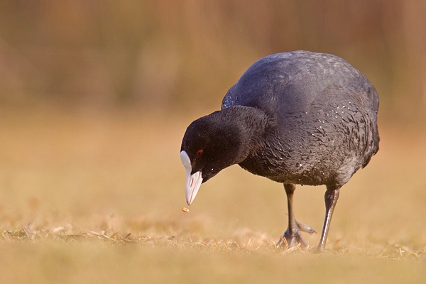 Coot feeding on grass 2. Feb '19.