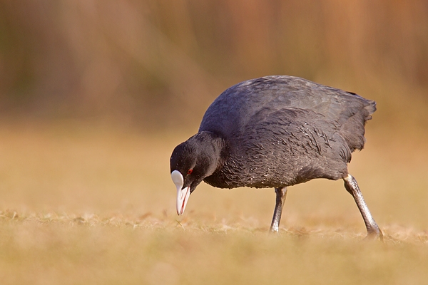 Coot feeding on grass. Feb '19.