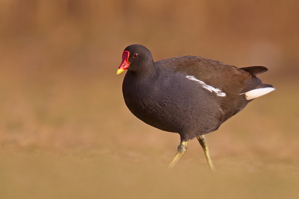 Moorhen on grass. Feb '19.