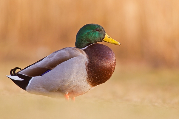 Mallard drake on grass. Feb '19.