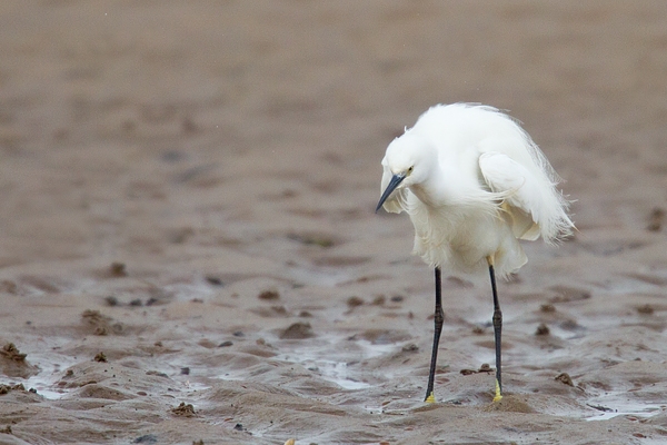 Little Egret ruffled up on sand. Feb '19.