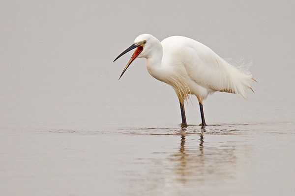 Little Egret,open beaked. Feb '19.