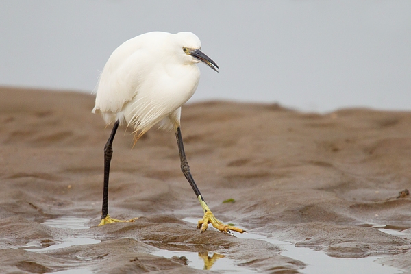 Little Egret striding across sand. Feb '19.