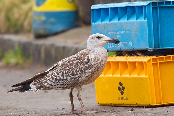 Young Herring Gull with fish crates. Feb '19.
