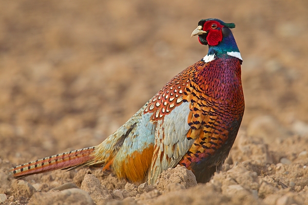 Cock Pheasant in ploughed field. Mar '19.