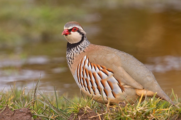 Red legged Partridge. Mar '19.