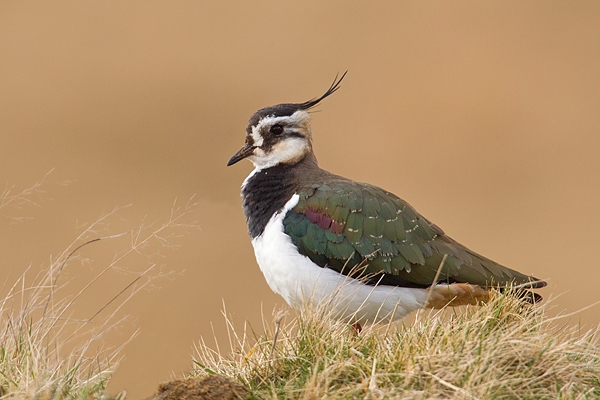 Lapwing 1. Mar '19.