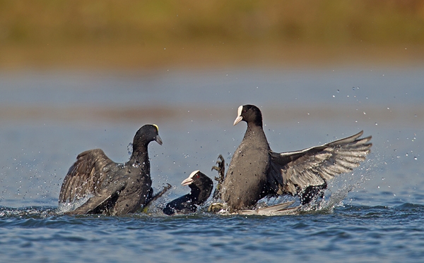 Fighting Coots 2. Mar '19.