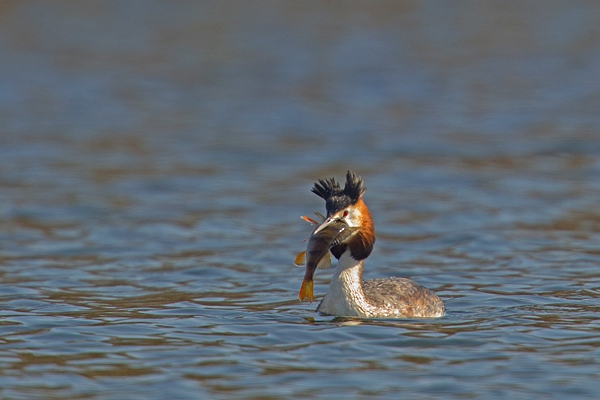 Great Crested Grebe with perch. Mar '19.