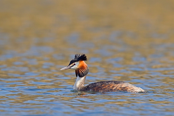 Great Crested Grebe 10. Mar '19.