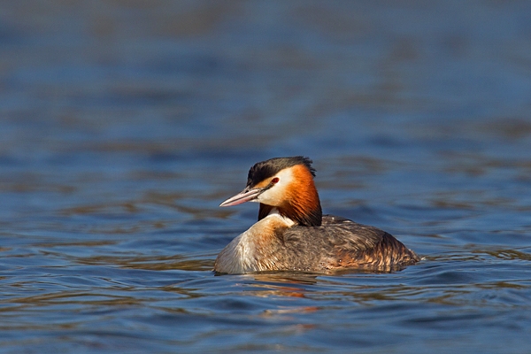 Great Crested Grebe 9. Mar '19.