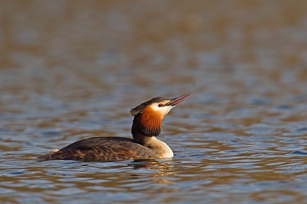 Great Crested Grebe 8. Mar '19.