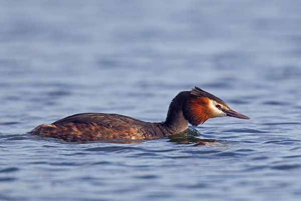 Great Crested Grebe 7. Mar '19.