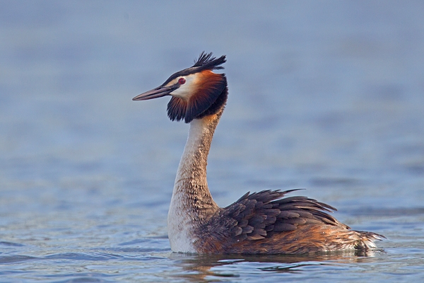 Great Crested Grebe 6. Mar '19.