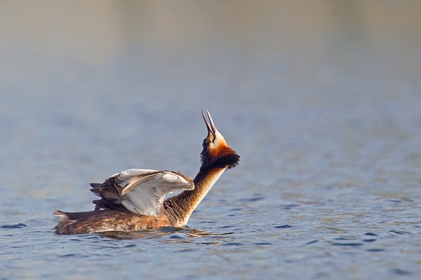 Great Crested Grebe 5. Mar '19.