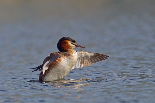 Great Crested Grebe 4. Mar '19.