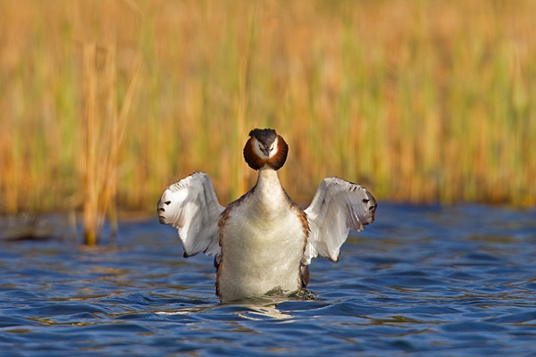 Great Crested Grebe 3. Mar '19.