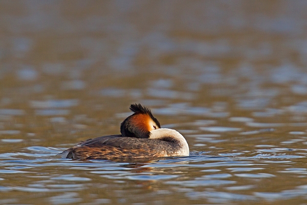 Great Crested Grebe 2. Mar '19.