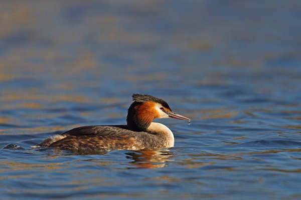 Great Crested Grebe and water droplet. Mar '19.