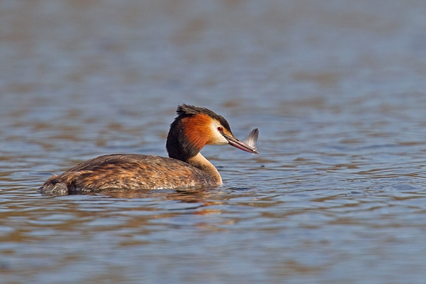 Great Crested Grebe with feather 1. Mar '19.