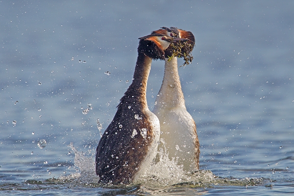 Great Crested Grebes courtship dance 1. Mar '19.