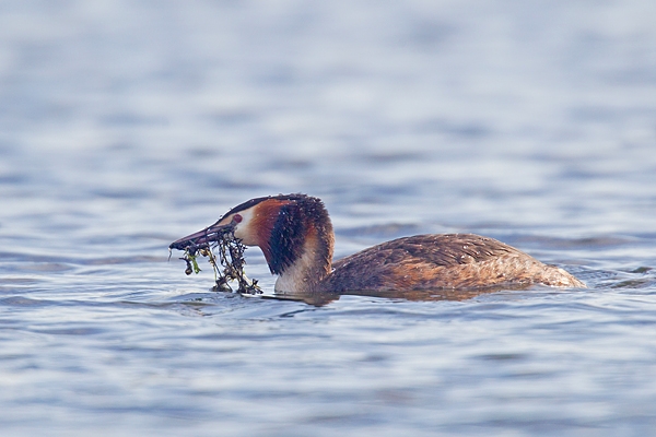 Great Crested Grebe with weed. Mar '19.