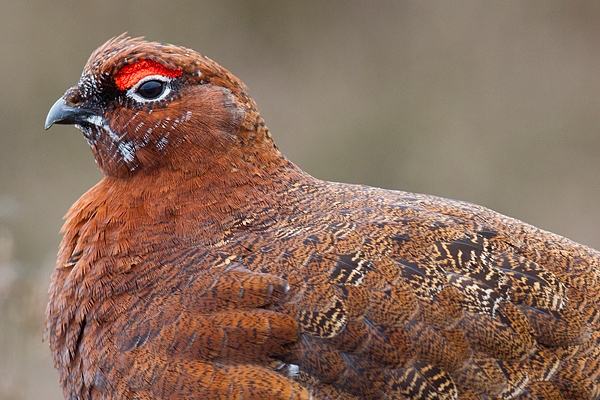 Male Red Grouse close up. Apr '19.