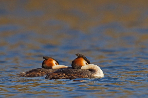 2 Great Crested Grebes. Mar '19.