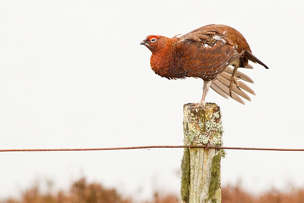 Red Grouse on lichen post 1. Mar '19.