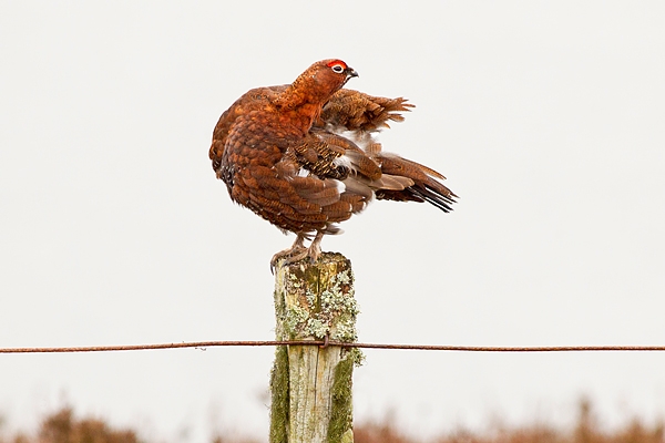 Red Grouse m on lichen post 3. Mar '19.