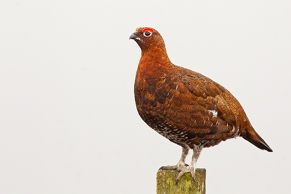 Red Grouse m on lichen post 5. Mar '19.