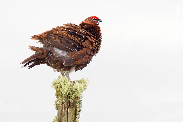 Red Grouse m on lichen post 7. Mar '19.