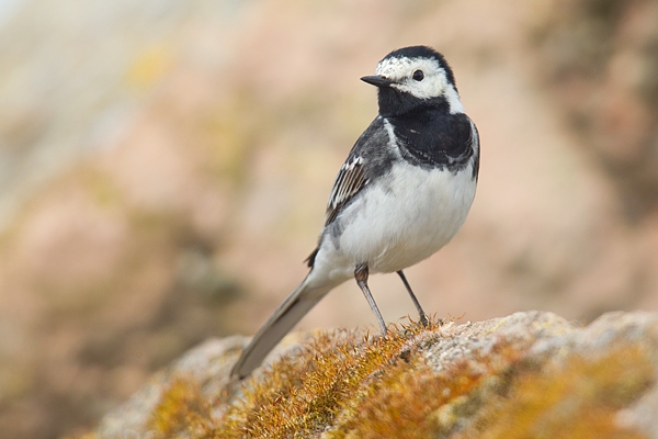 Pied Wagtail. Apr '19.