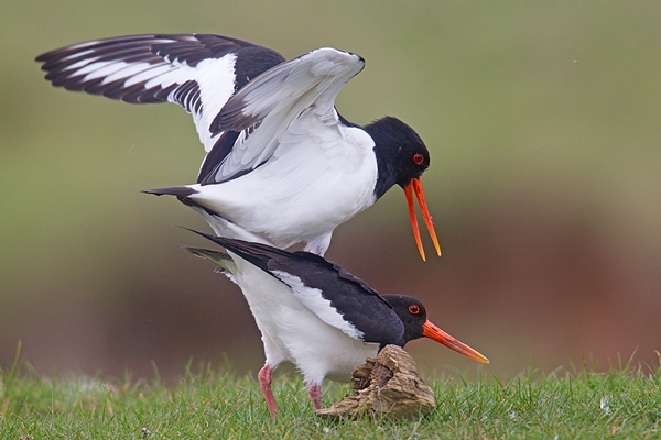 Oystercatchers mating. Apr '19.